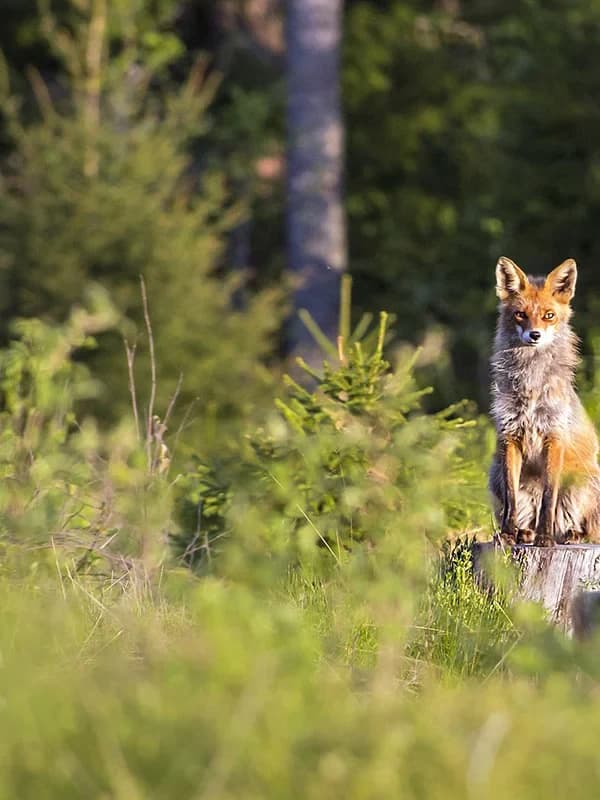 Ein Fuchs im hohen Gras